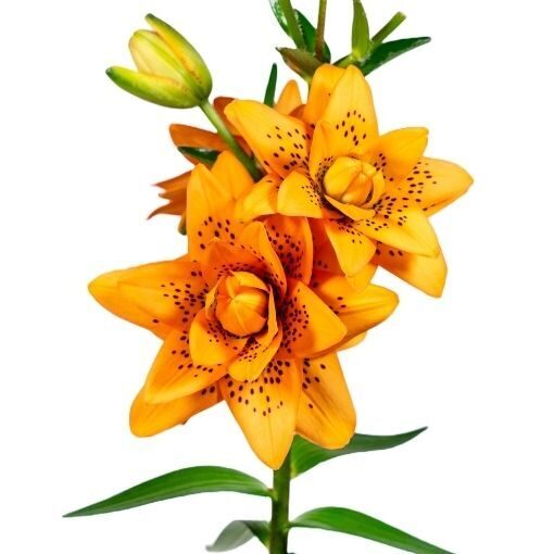 Dutch Design ( Āzijas lilija)